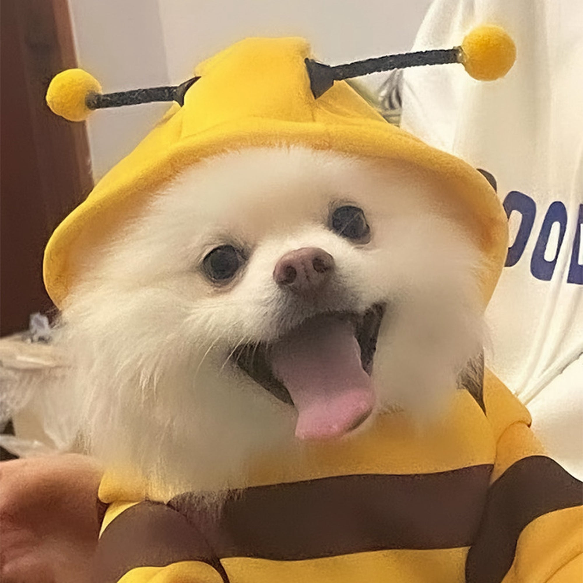Buzzing Cuteness Bee Hoodie – Cozy & Adorable Costume for Your Fur Baby