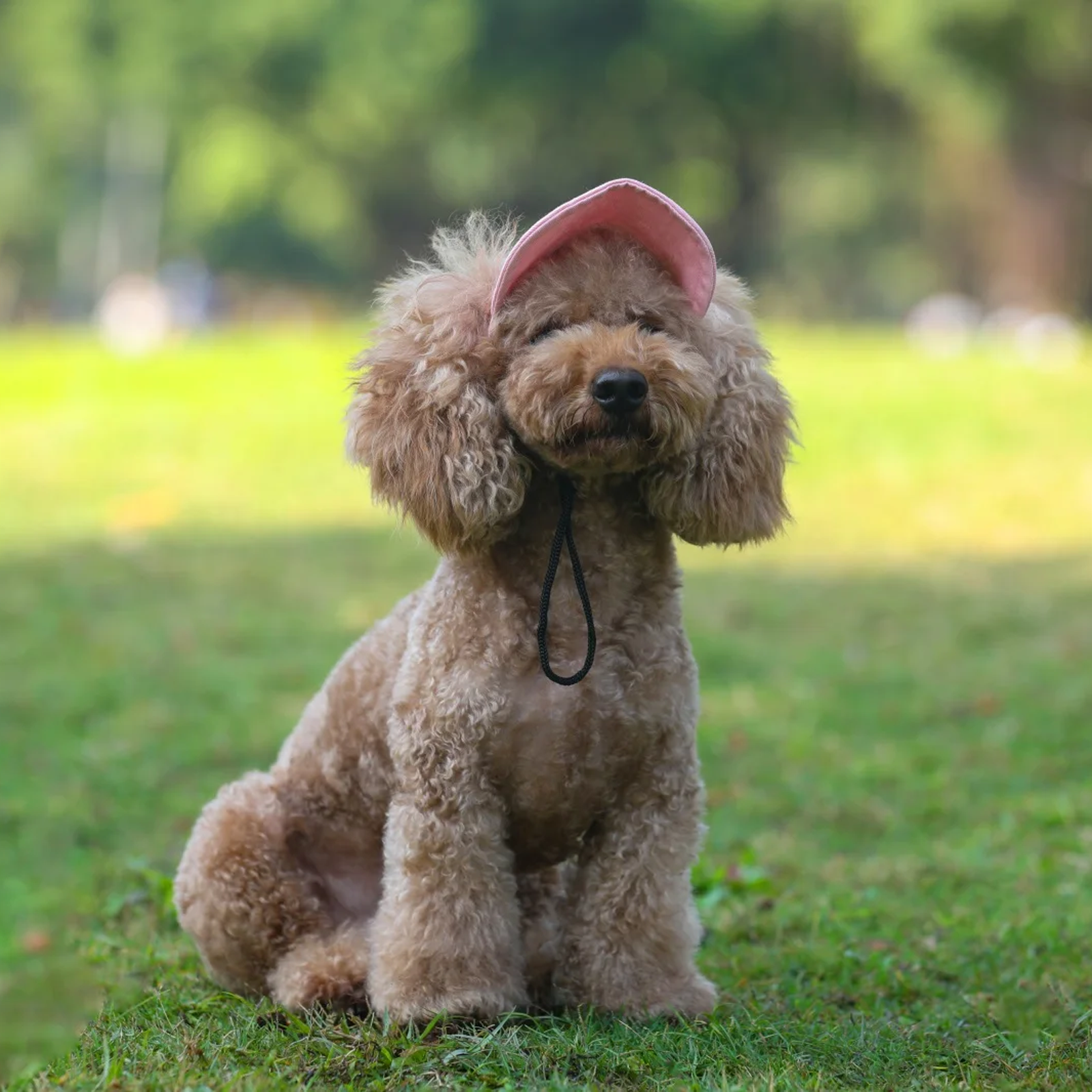 PawShade™ Dog Sun Hat – Stylish Outdoor Protection for Your Fur Baby