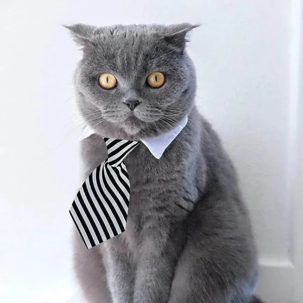 The Pawfessional Tie – Formal Collar for Dapper Dogs & Classy Cats